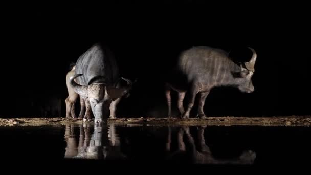Zwarte Nacht Achtergrond Cape Buffalo Drinken Uit Donkere Vijver Water — Stockvideo