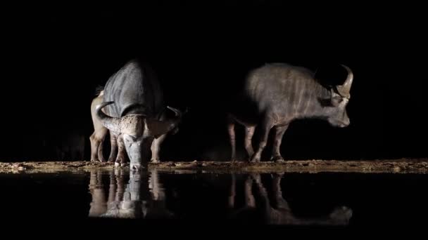 Fondo Negro Nocturno Bebida Búfalo Del Cabo Del Agua Oscura — Vídeos de Stock