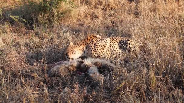 Cheetah Mom Cute Cubs Eat Impala Antelope Tall Gold Grass — Stock Video