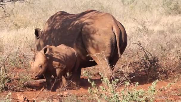 大人の白いRhinoと赤ちゃんの子牛の部分的にとげのあるアフリカの木の木陰 — ストック動画