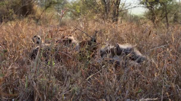 Dans Herbe Savane Guépard Des Oursons Moelleux Mangent Des Antilopes — Video