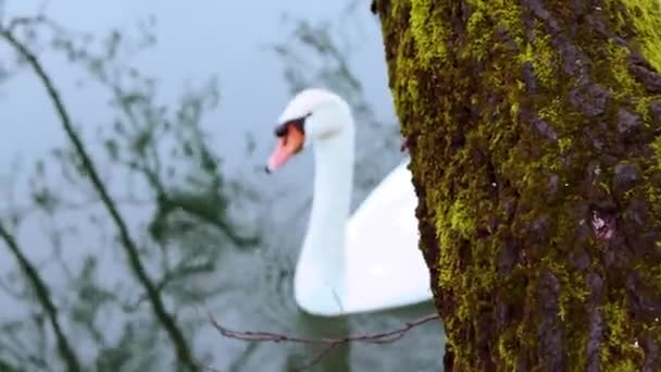 Cisne Branco Flutuando Superfície Água Fechar — Vídeo de Stock