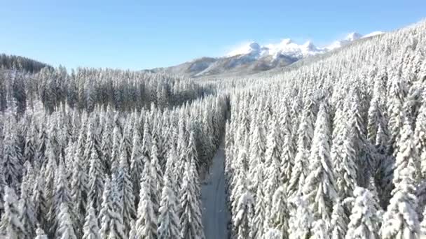 Şiddetli Kış Aylarında Güneşli Bir Günde Karla Kaplı Sık Ormanlarda — Stok video