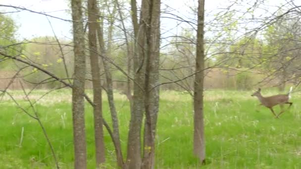 一对白尾鹿 Odocoileus Virginianus 在草地上疾驰而过 中途停下来检查周围是否有潜在的食肉动物 警觉地防止伤害发生 — 图库视频影像