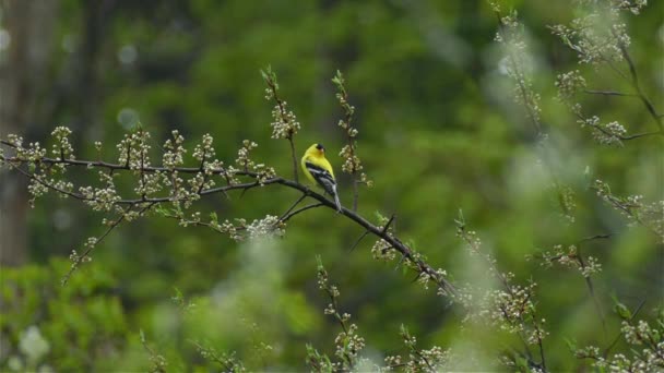 Migratory Black Capped American Goldfinch Spinus Tristis Displaying Vibrant Yellow — Video