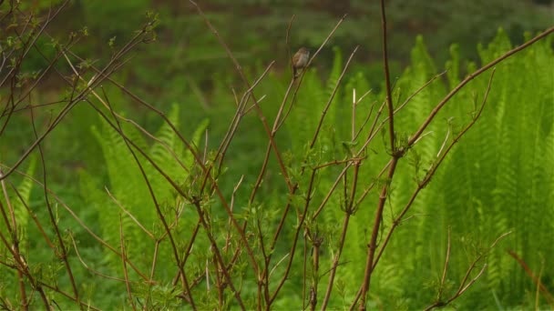 Malá Bílá Plání Wren Slavík Prinia Inornata Našel Sedět Holé — Stock video