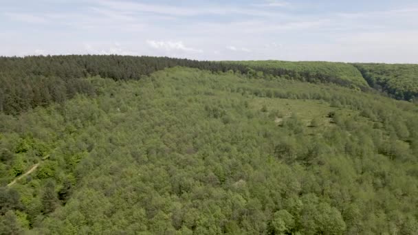 Ukrajna Gyönyörű Erdők Fák Nyáron Légi Járat — Stock videók