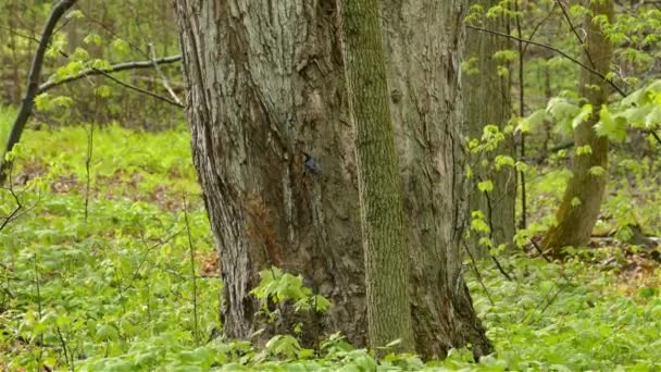 Ein Kleiner Vogel Klettert Freier Wildbahn Auf Einen Baum — Stockvideo