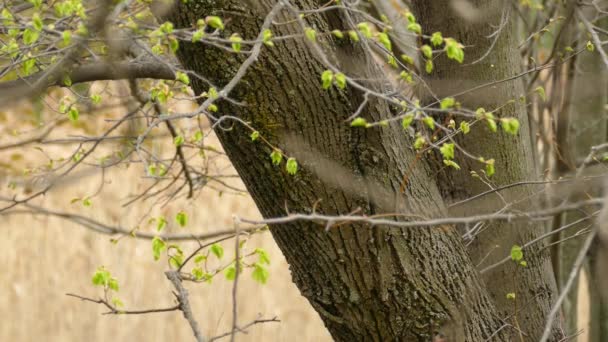 Bird Camouflage White Black Stripe Bird Jumping Tree — Stock Video
