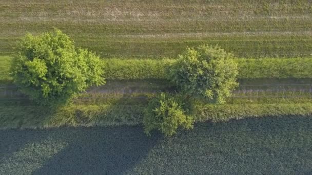 Homem Andar Numa Estrada Ferro Lado Campos Tiro Areal Ascendente — Vídeo de Stock