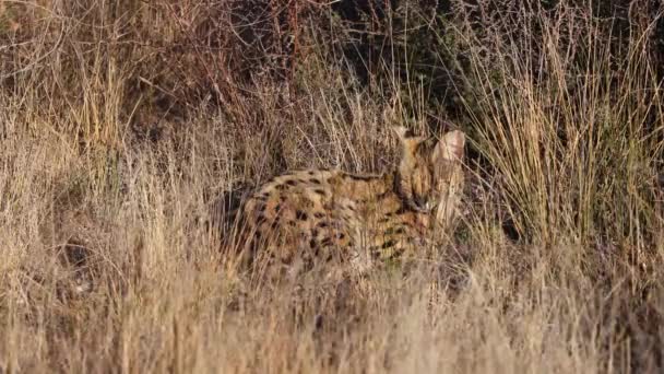 Orta Boy Serval Kedisi Uzun Ovalarda Kamuflaj Uykusuna Yatar — Stok video