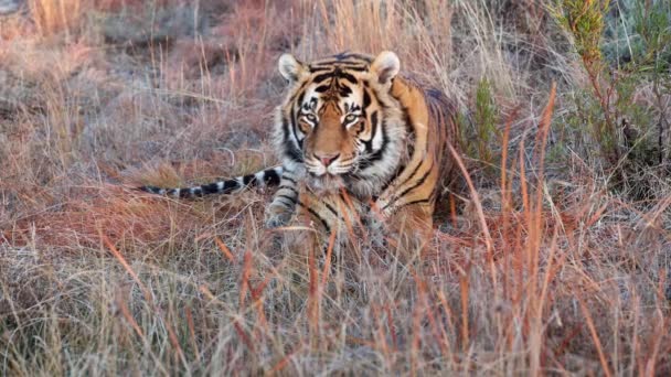 Majestoso Laranja Bengala Tigre Senta Pacificamente Sombra Gramada — Vídeo de Stock