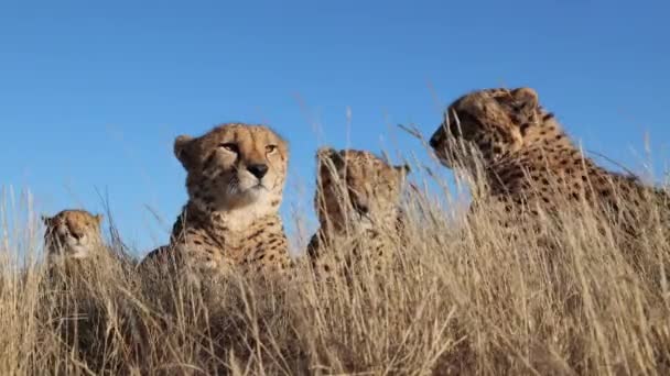 Гепарды Лежали Неподвижно Ветреной Золотой Африканской Саванне Крупным Планом — стоковое видео