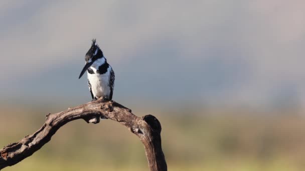 Bianco Nero Pied Kingfisher Posatoi Ramo Con Vista Stagno — Video Stock