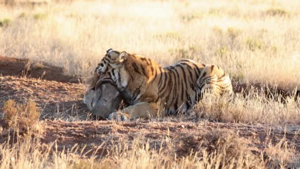 Warthog Worstelt Iets Als Gouden Bengaalse Tijger Bijt Nek — Stockvideo