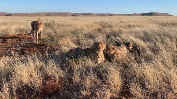 Ενηλίκων Cheetah Πλησιάζει Τρία Αδέλφια Όπως Γλείφουν Καθαρίστε Ένας Τον — Αρχείο Βίντεο