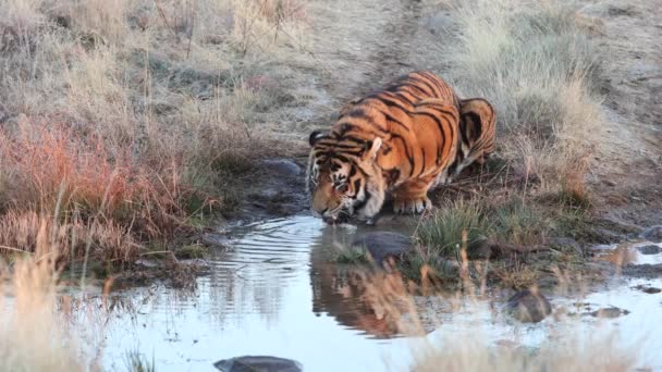 Pele Laranja Vibrante Bengala Tigre Água Potável Lagoa Lamacenta — Vídeo de Stock