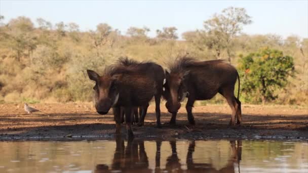 Haarige Warzenschweine Schatten Trinken Wasser Aus Dem Goldenen Afrikanischen Teich — Stockvideo