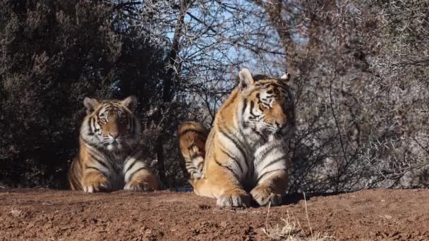 Dois Preguiçosos Tigres Bengala Relaxam Tarde Quente Perto Árvore Espinho — Vídeo de Stock