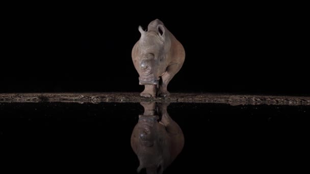 Voorzichtige Witte Neushoorn Wordt Weerspiegeld Zwart Vijverwater Nachts — Stockvideo