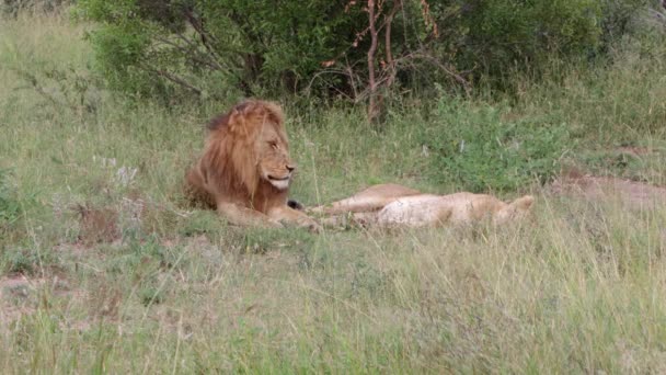 Man Afrikaanse Leeuw Ligt Naast Zijn Partner Hete Savanne Ochtend — Stockvideo