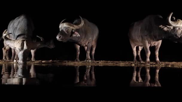 Gang Cape Buffalo Reflect Black African Drinking Pond Night — Stock Video