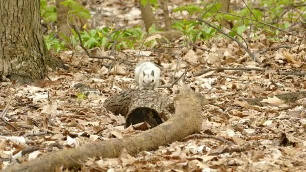 白白化松鼠在森林的树干上觅食 静止不动地猎杀野生动物 — 图库视频影像