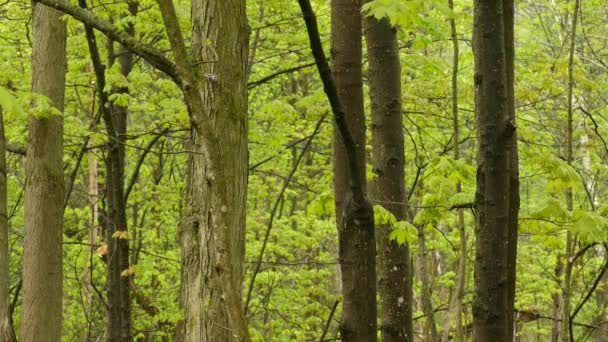 Aves Errantes Ramas Árboles Bosque Verde Bosque Vida Silvestre Tiro — Vídeo de stock