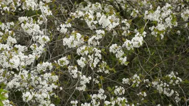 森の中の花の木の枝をさまようマグノリアウォーブラー鳥 野生動物の静的なショット — ストック動画