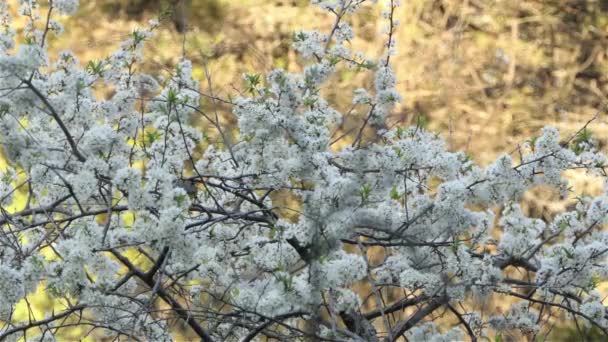 森の中の花の木の枝をさまよっているカナダのウォブラー鳥 野生動物の静的なショット — ストック動画