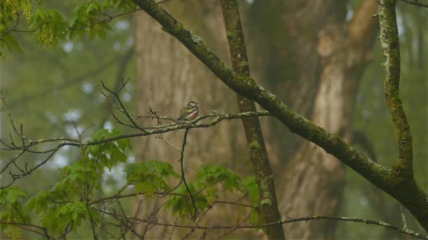 Malý Hnědý Ptáček Odlétající Větve Stromu — Stock video