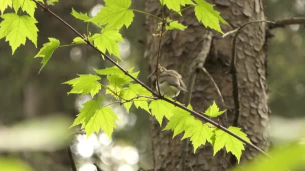 Vireo Pájaro Ojos Rojos Encaramado Rama Arce Verde Bosque Vida — Vídeo de stock