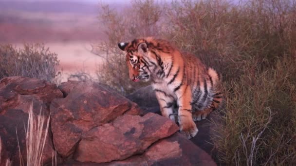 Roztomilý Chlupatý Mladistvý Bengálský Tygr Sedí Večerním Světle Skále — Stock video