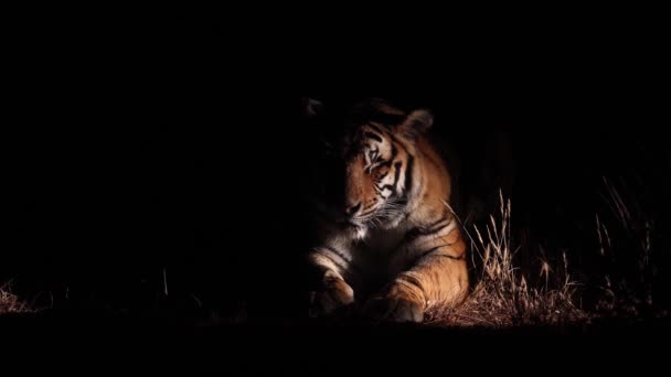 Drámai közepes közeli bengáli tigris éjszaka, megvilágított oldalról fáklya