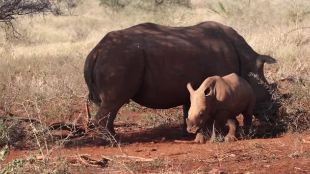 Kiedy Mama Stoi Cieniu Cielę White Rhino Leży Obok Niej — Wideo stockowe