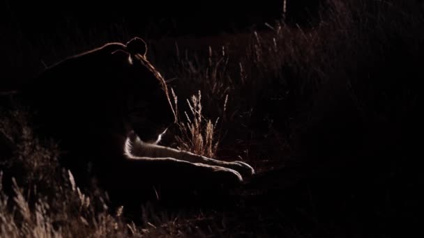 Luz Lateral Dramática Revela Tigre Bengala Escuridão Noite Escura — Vídeo de Stock