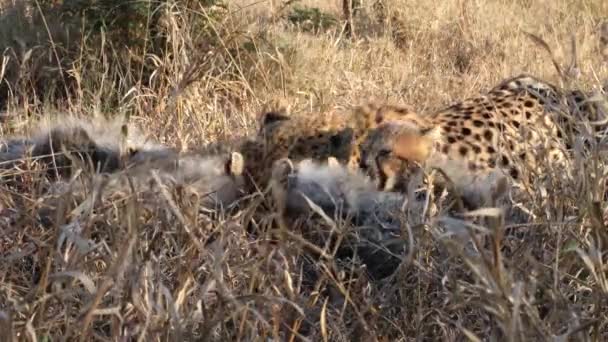 Four Fluffy Cheetah Cubs Join Mom Feeding Antelope Carcass Grass — Stock Video