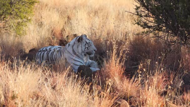Прекрасний Білий Бенгальський Тигр Насолоджується Дрімком Саванні — стокове відео