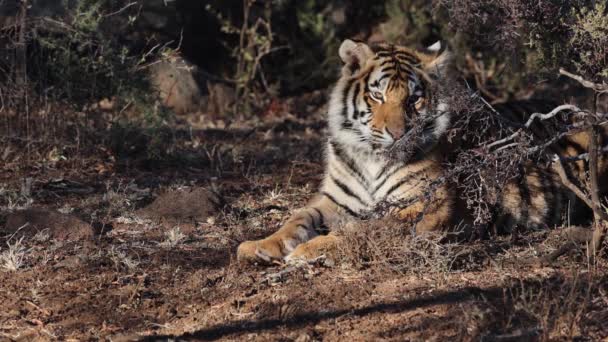 Dos Tigres Juveniles Bengala Disfrutan Del Fresco Sombra Tranquila Luz — Vídeos de Stock