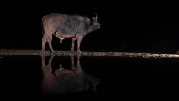 Perfil Cape Buffalo Muy Quieto Reflejándose Agua Negra Por Noche — Vídeos de Stock
