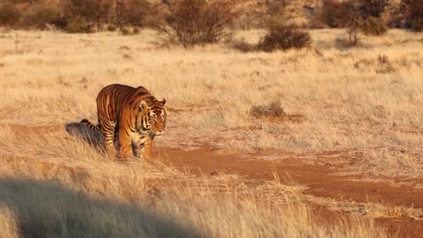 Luz Hora Dourada Brilha Sobre Incrível Laranja Bengala Tigre Andando — Vídeo de Stock