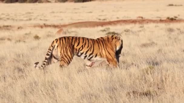 Tigre Bengala Arrasta Warthog Sangrando Através Savana Durante Hora Ouro — Vídeo de Stock