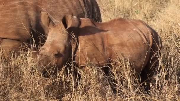 Schattige Baby Neushoorn Eet Savanne Gras Naast Mam Gouden Ochtend — Stockvideo