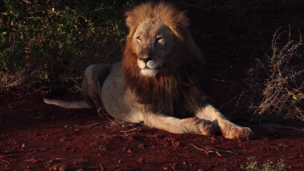 Dramatik Altın Saat Işığı Uzun Yeleli Görkemli Erkek Aslan Üzerinde — Stok video