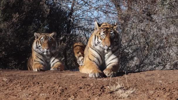 Bengálský Tygr Družka Vychutnat Tichý Kočičí Spánek Zlatém Večerním Světle — Stock video