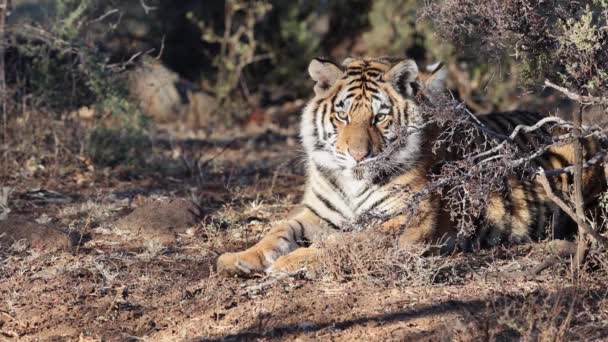 Fuzzy Juvenil Bengala Tigre Pone Sombra Con Hermano Oculto Detrás — Vídeos de Stock