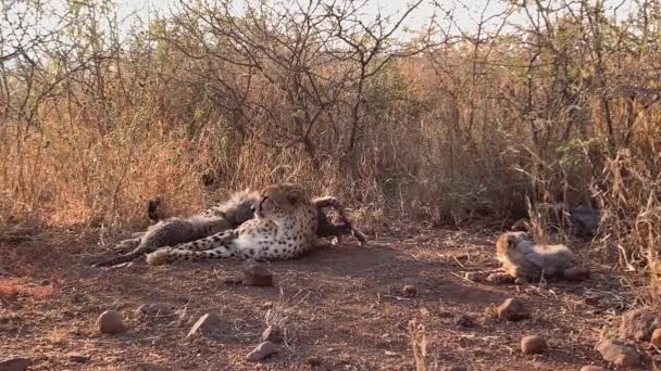 Cheetah Mom Four Young Nursing Cubs Lay Tall Savanna Grass — Stock Video