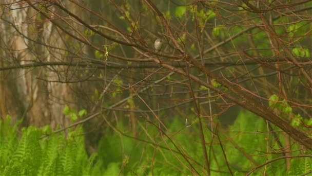 Будинок Птахів Летить Далеко Від Гілки Дерева Лісового Фону Статичний — стокове відео