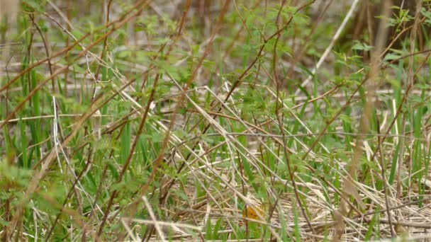 一只黄色的小鸟穿过灌木丛飞走了 — 图库视频影像