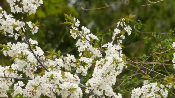 Paruline Magnolia Oiseau Sautant Dans Les Branches Pommier Fleurs Vue — Video